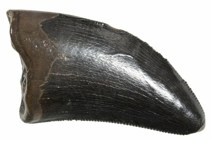 Serrated, Tyrannosaur (Nanotyrannus) Tooth - Montana #350431